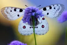 nature butterflies Art HD Wallpaper